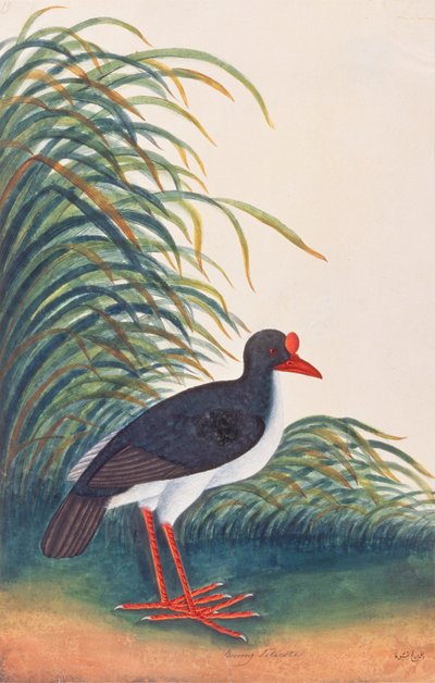 Eurasian Oystercatcher, from Drawings of Birds from Malacca, c.1805-18 by Chinese School